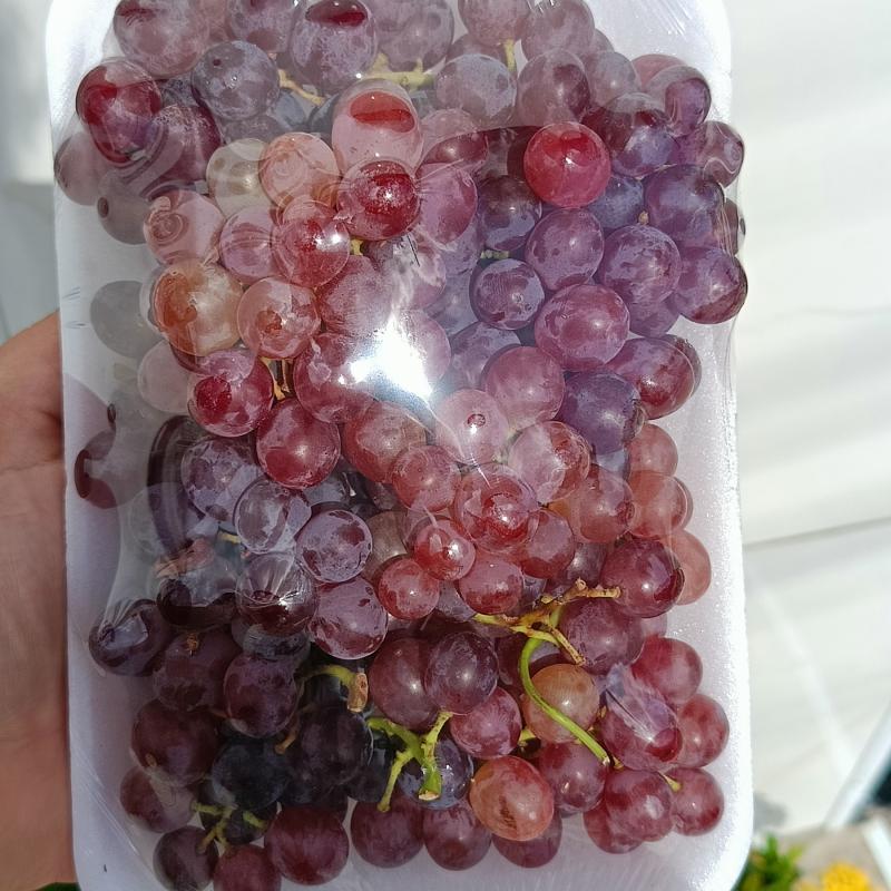 Uva Melody Sem Semente